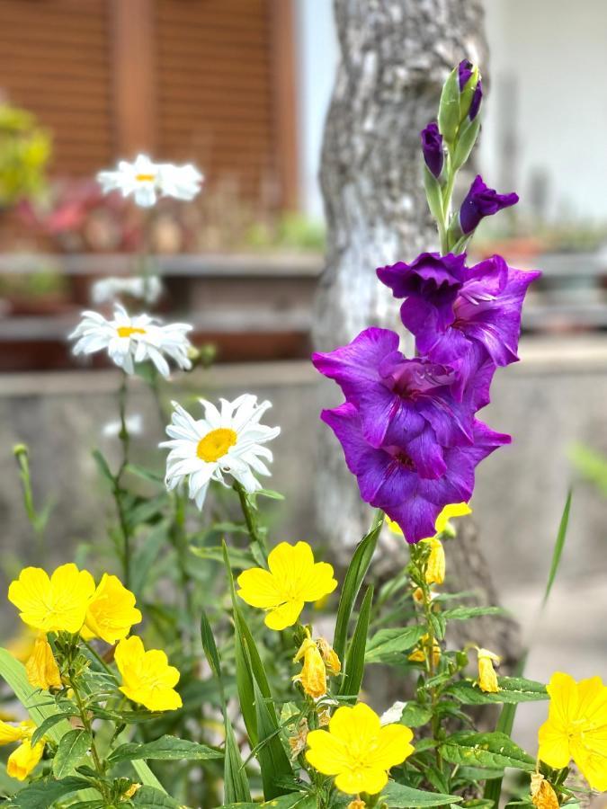 Garden House Budva Eksteriør billede